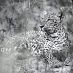 Techniques for Capturing Stunning Wildlife Photos