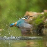 How to Edit Wildlife Photos for Maximum Impact