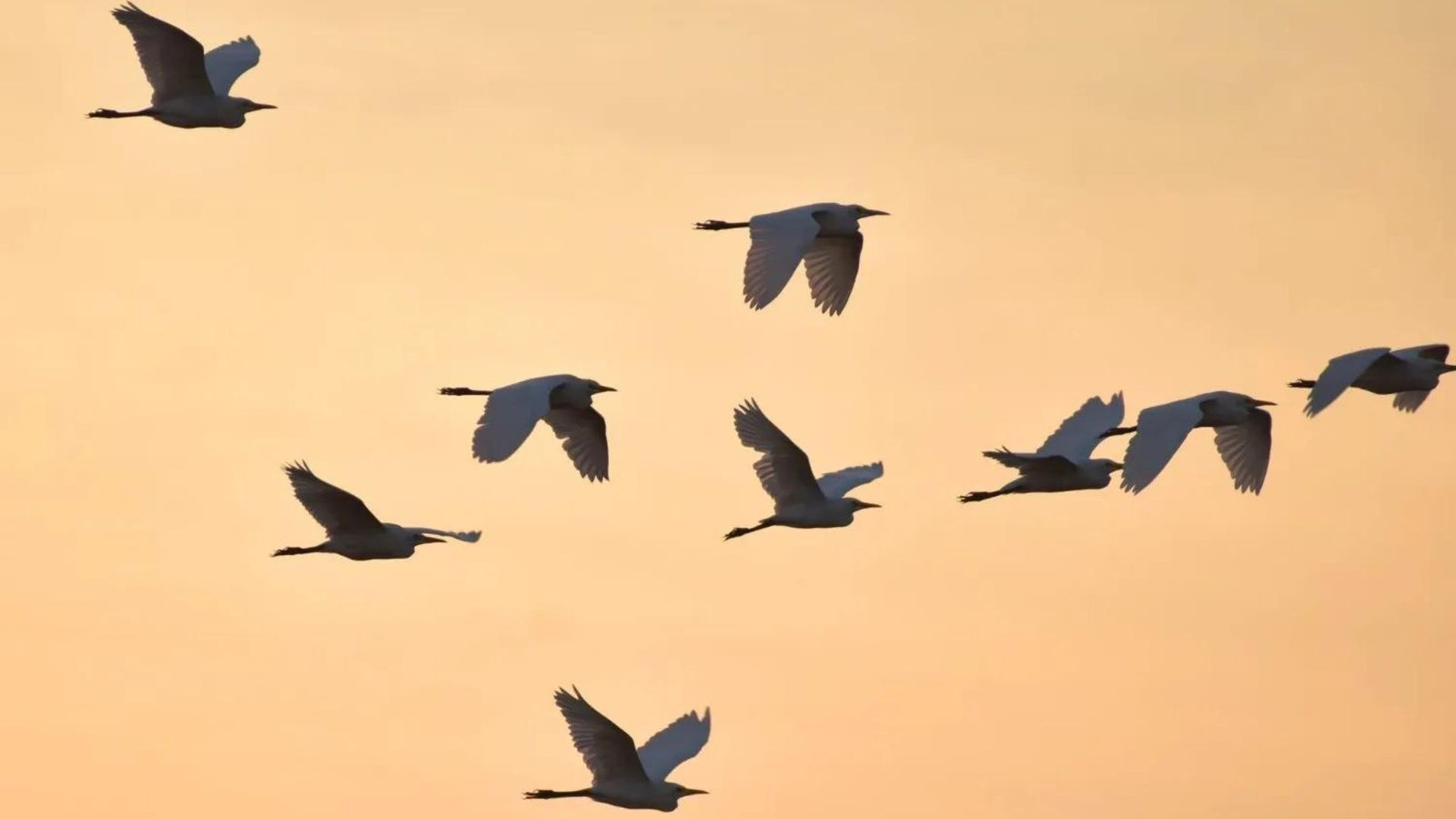 How to Photograph Birds in Flight