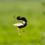 The Art of Wildlife Photography Composition