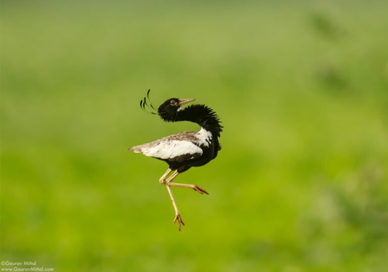The Art of Wildlife Photography Composition
