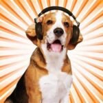 The Importance of Sound in Videography