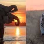 Tips for Capturing Animals in Their Natural Habitat